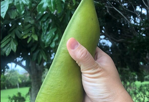 Hạt đậu khổng lồ của cây Coffee Bean Tree