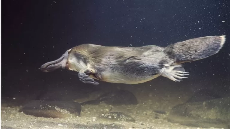 Thú mỏ vịt đáng yêu và bí ẩn: đẻ trứng, phóng điện và sở hữu bộ gien pha trộn muôn loài