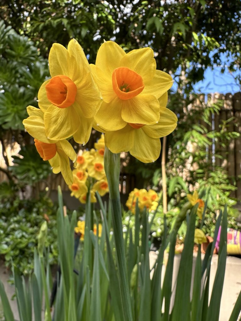 Thuỷ tiên Jonquil