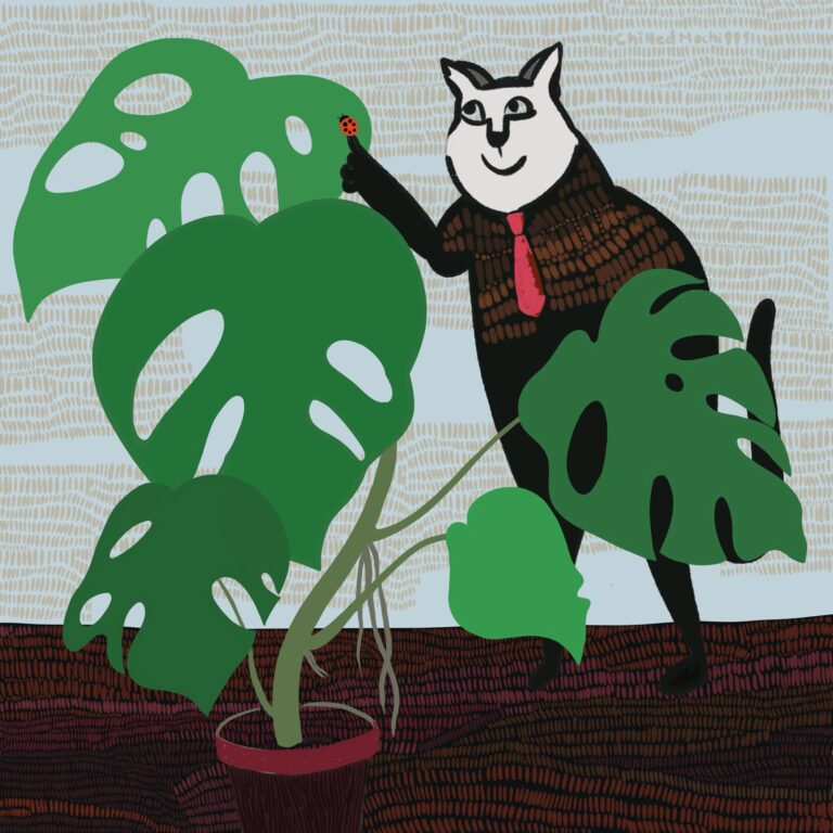 7 ngày trổ lá của cây Monstera.