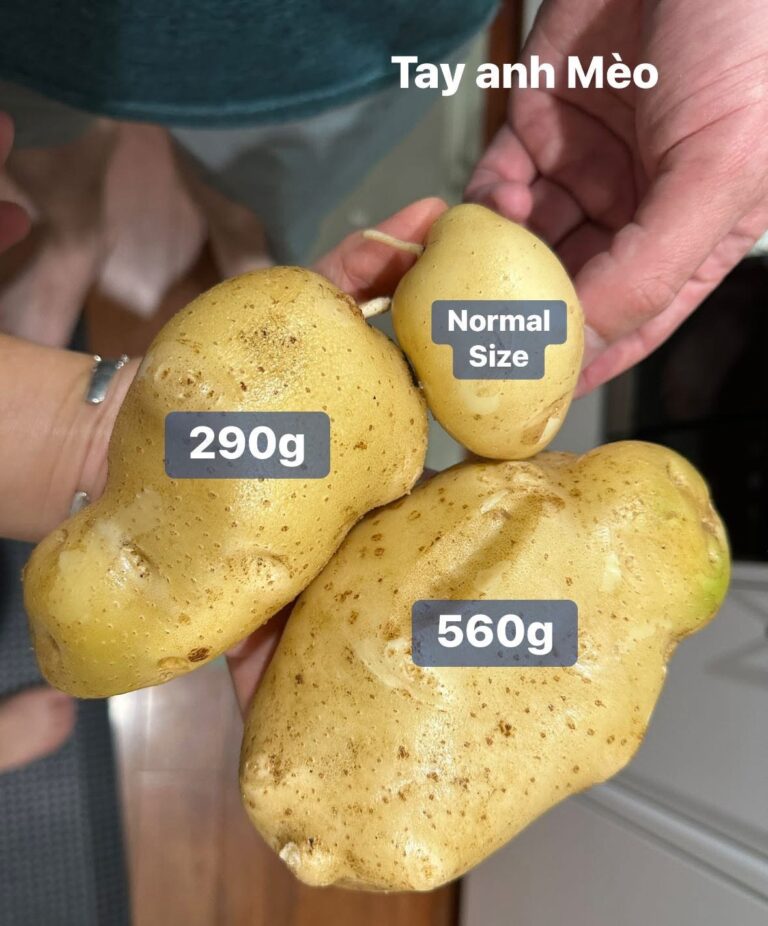 Trồng khoai tây sao cho vừa dễ vừa nhàn