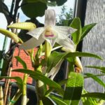 evaxspace Hoa Lan thich nghi va chien luoc tien hoa